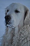der Schnee klebt aber