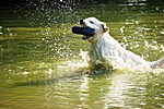 Flussmonster