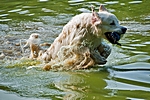 Flussmonster