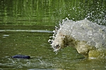Flussmonster