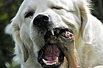 Knochen